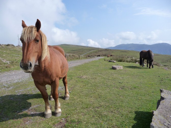 Lots-of-ponies-on-the-mount