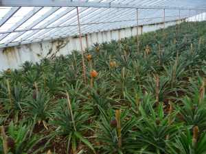 Pineapples growing in glasshouse - a local speciality.