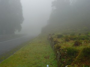 Frequent mistiness keeps the pastures lush.