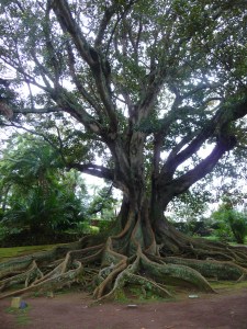 Tree in Botanic Gardens in S. Miguel