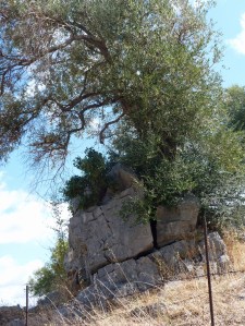 Hundreds of Years old Olive Tree Breaking Through the Rock