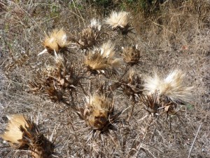 Madonie National Park - Copy
