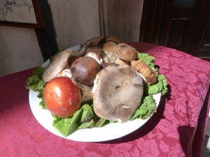 Mushrooms - Copy