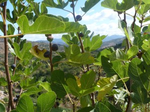 Wild Figs by the Roadside 2 (2)
