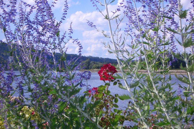 A quiet scene where the only movement was of butterflies and dragonflies.