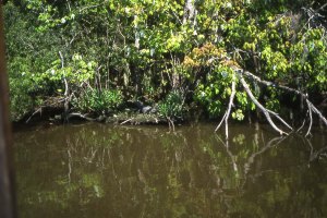 Crocodiles lurking on the Bayou