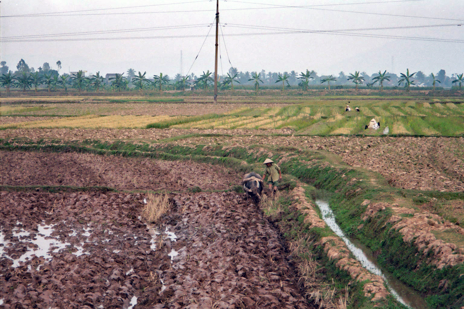 Planting the green shoots of rice