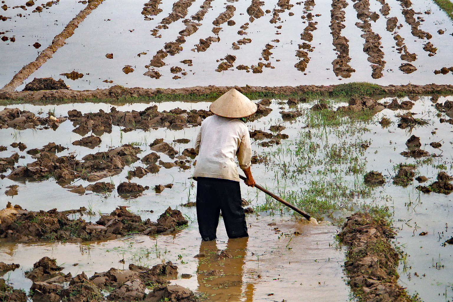 Preparing the ground for the delicate rice shoots