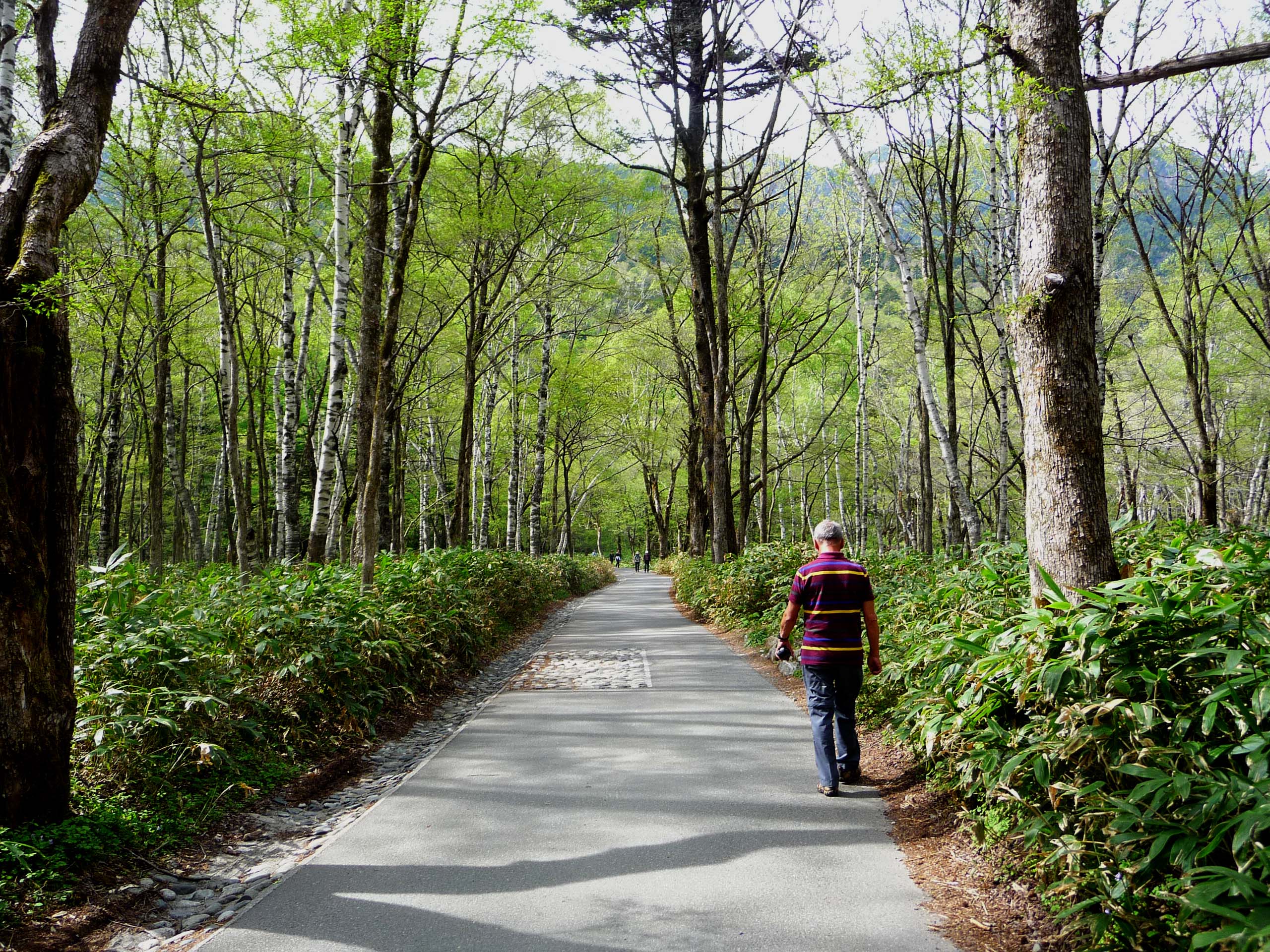 A Walker in the woods