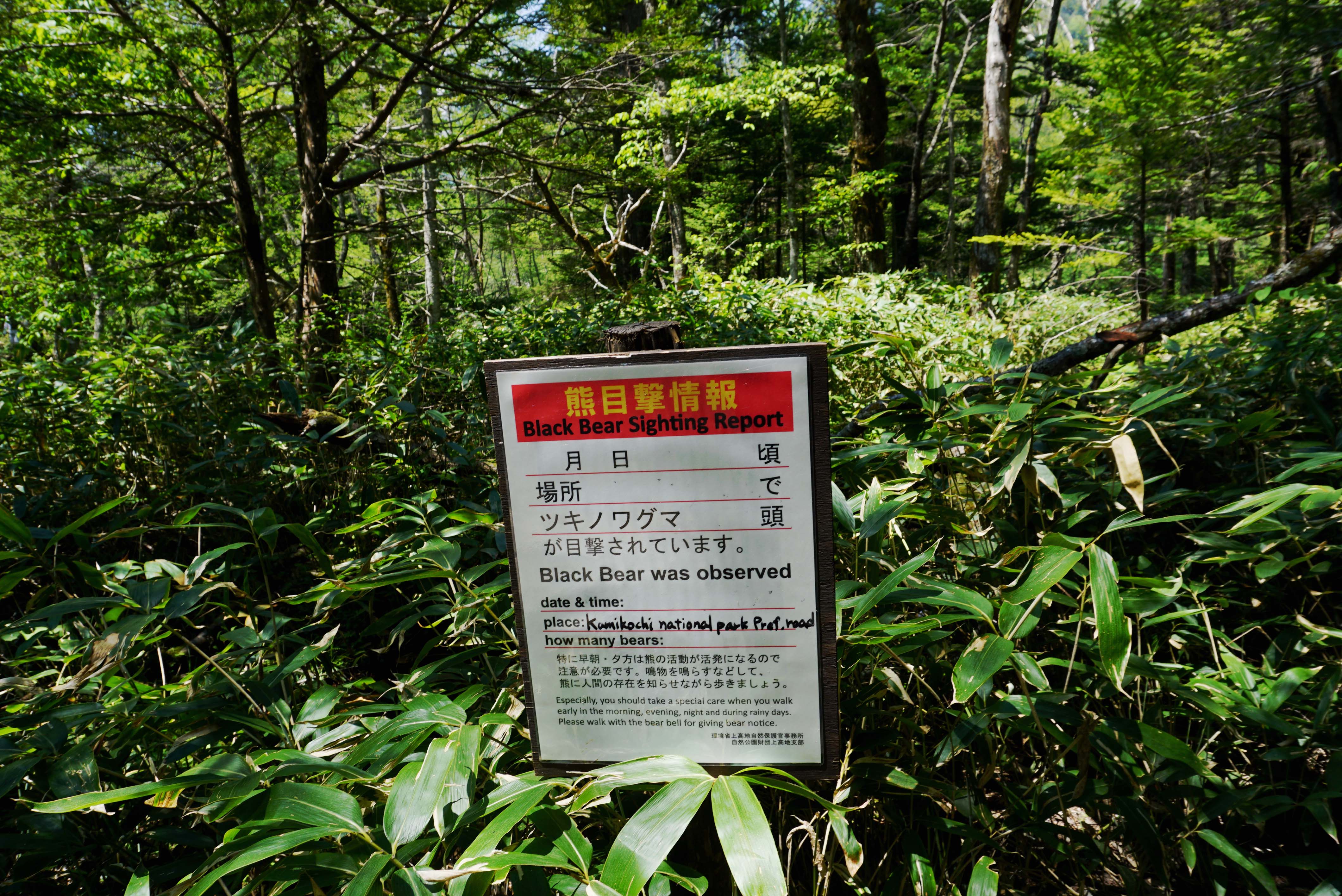 Bear Sighting Poster