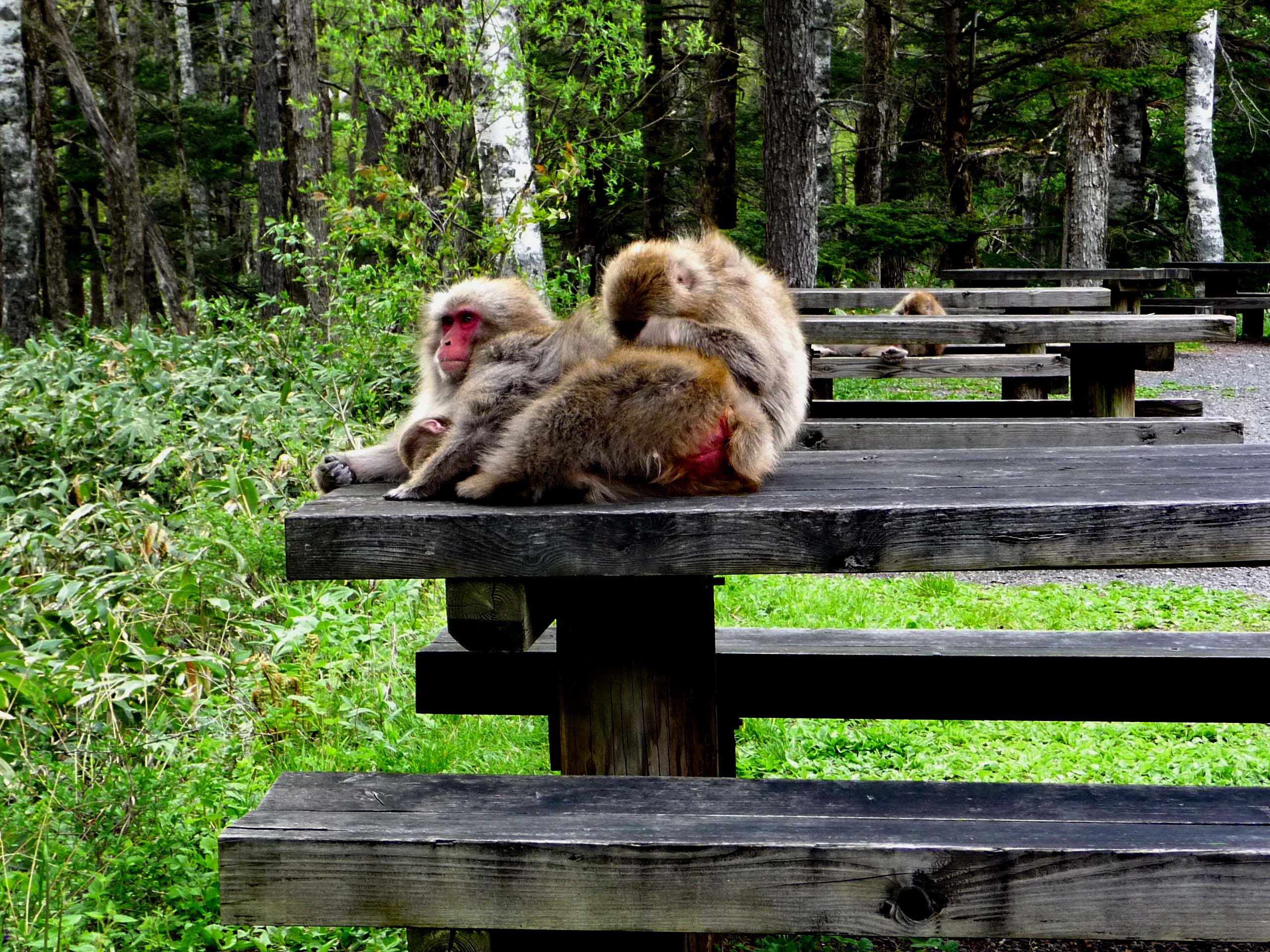 The Macaque takeover of the public tables and benches