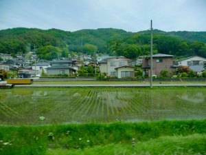Tokyo Suburbs - Rice paddi from house to railway