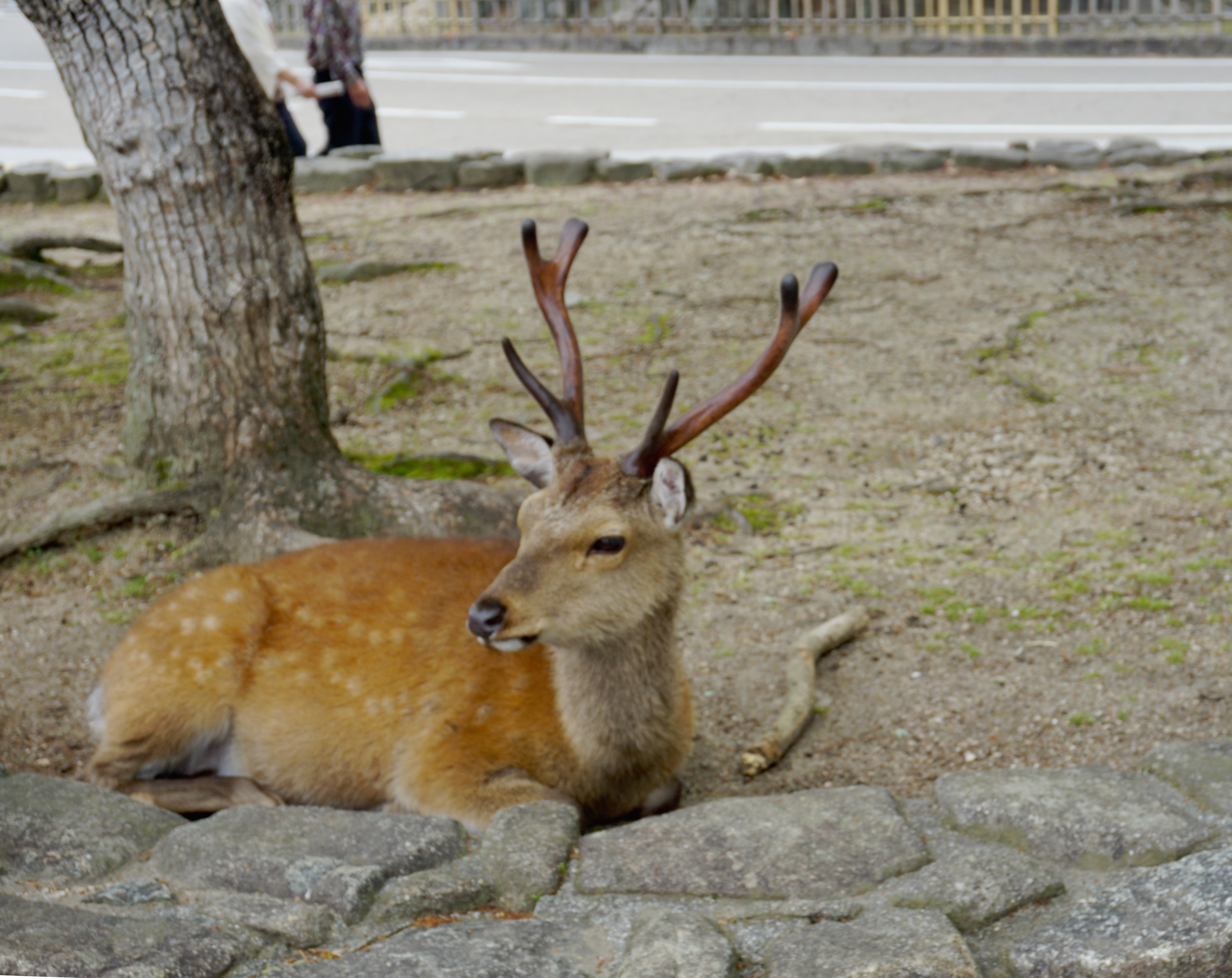 Deer in the centre of Miyajima