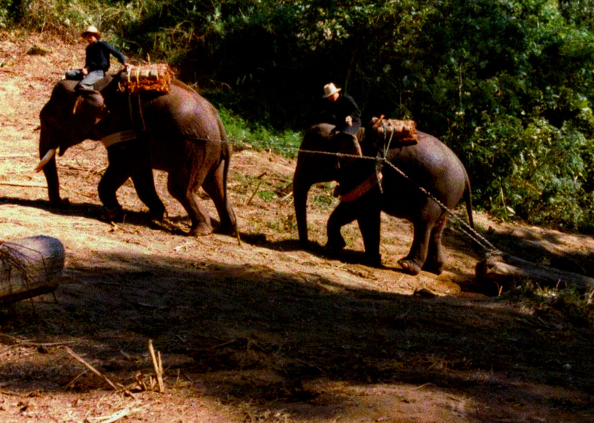 Elephants Hauling Teak, Chiang Mai Thailand copy