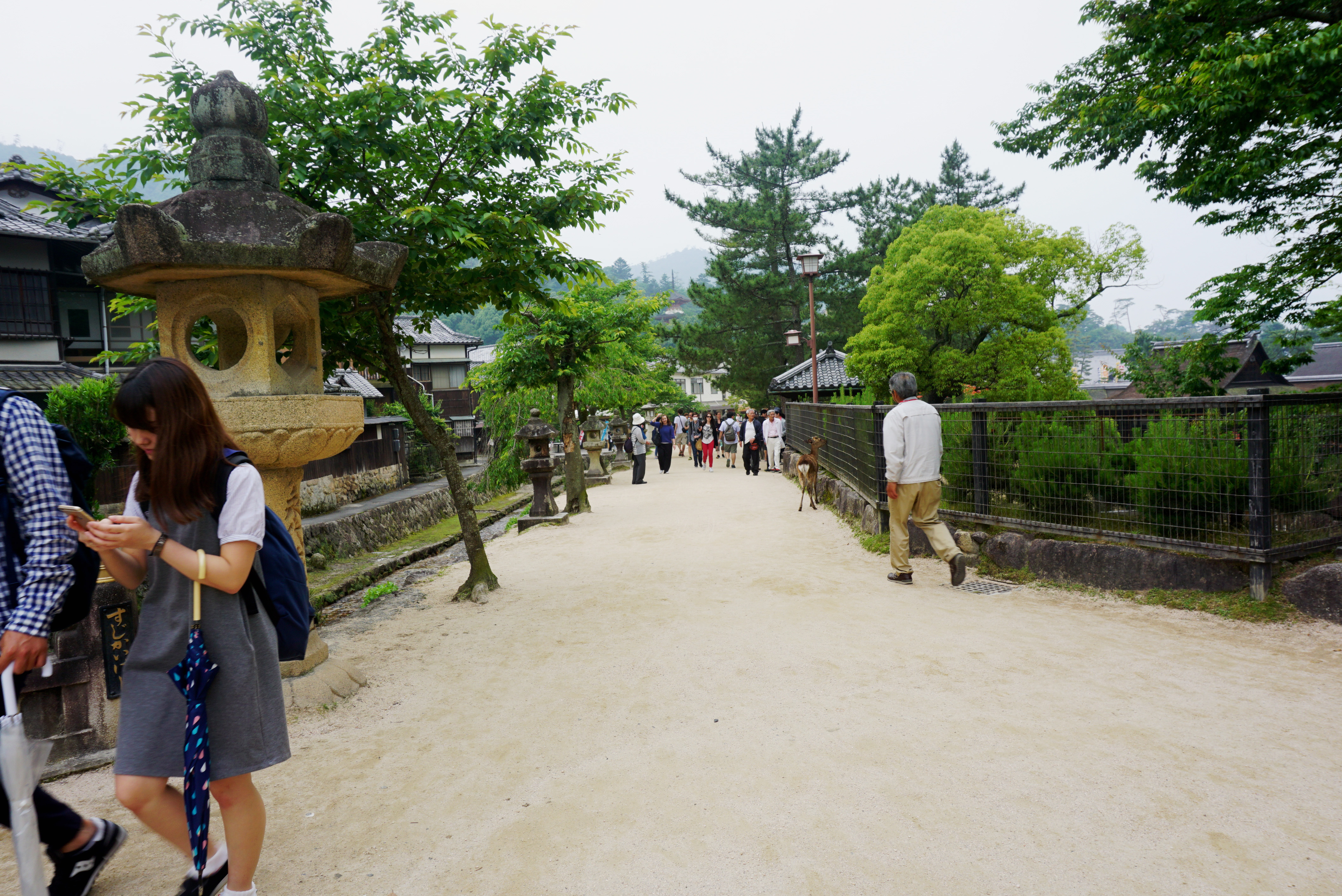 Many walks on the Island - Mari Nicholson