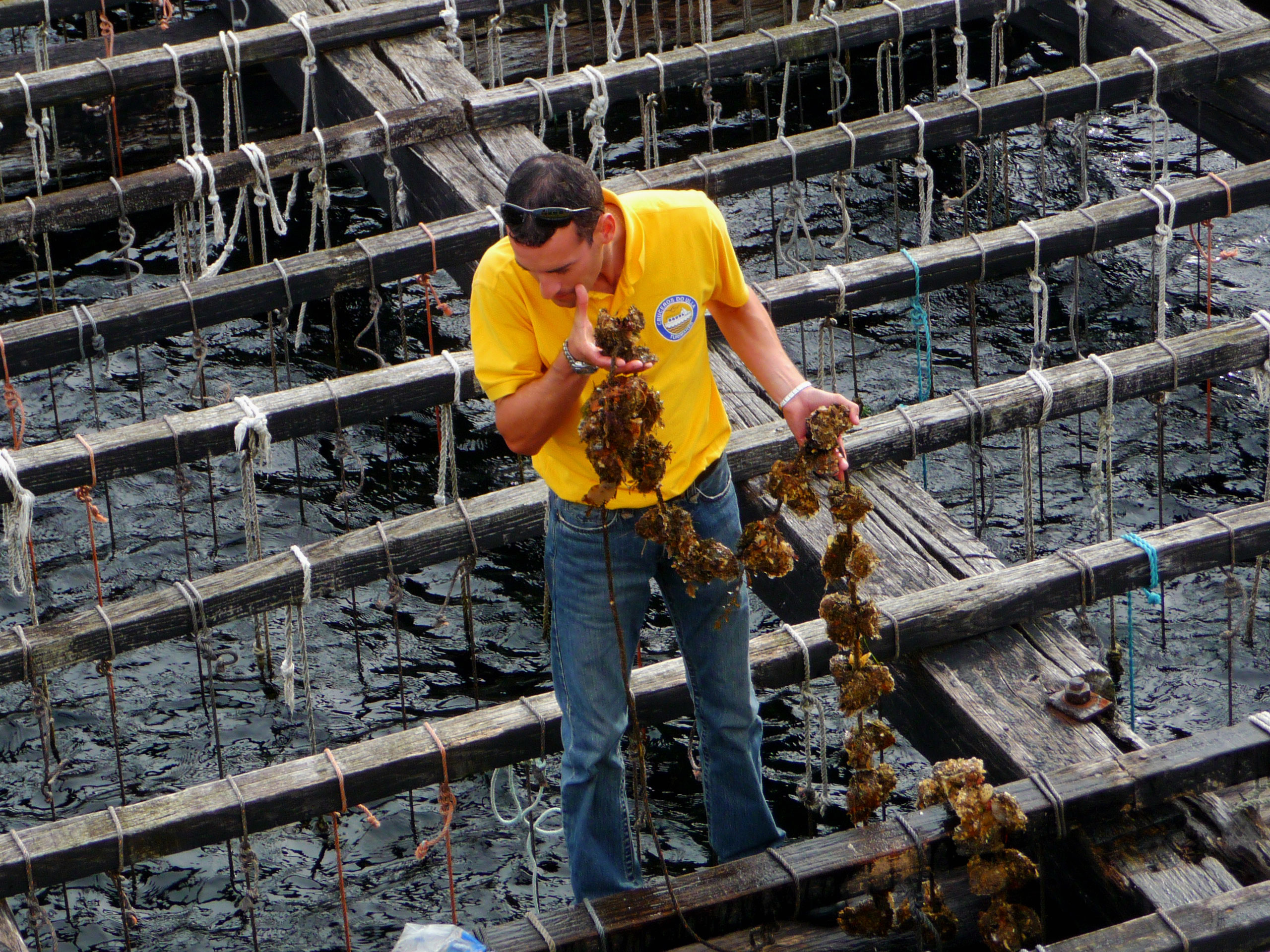 scallops-being-taken-from-the-sea-in-o-grove