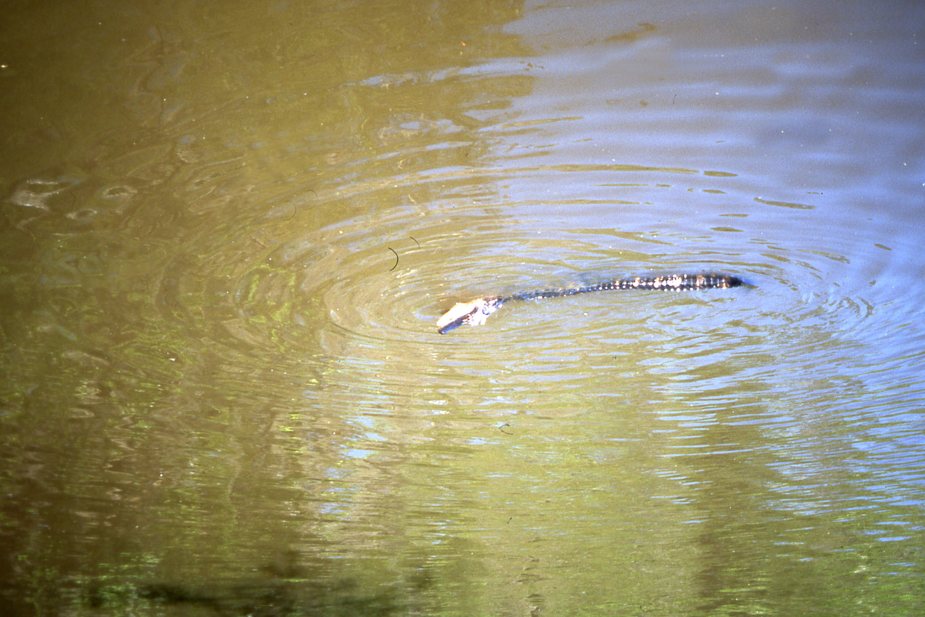 Alligator in Bayou
