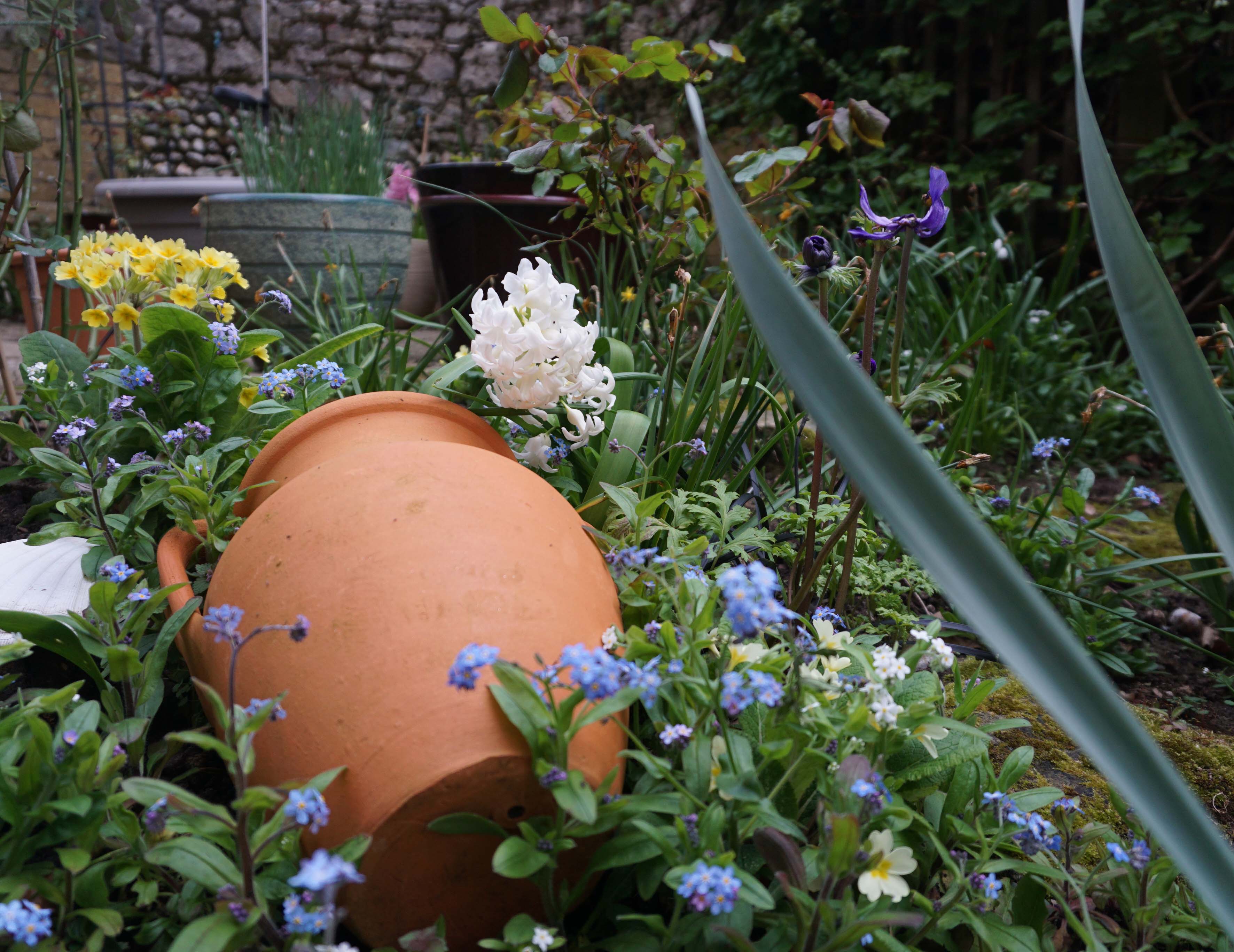 The last of the crocus and the first of the forget-me-nots