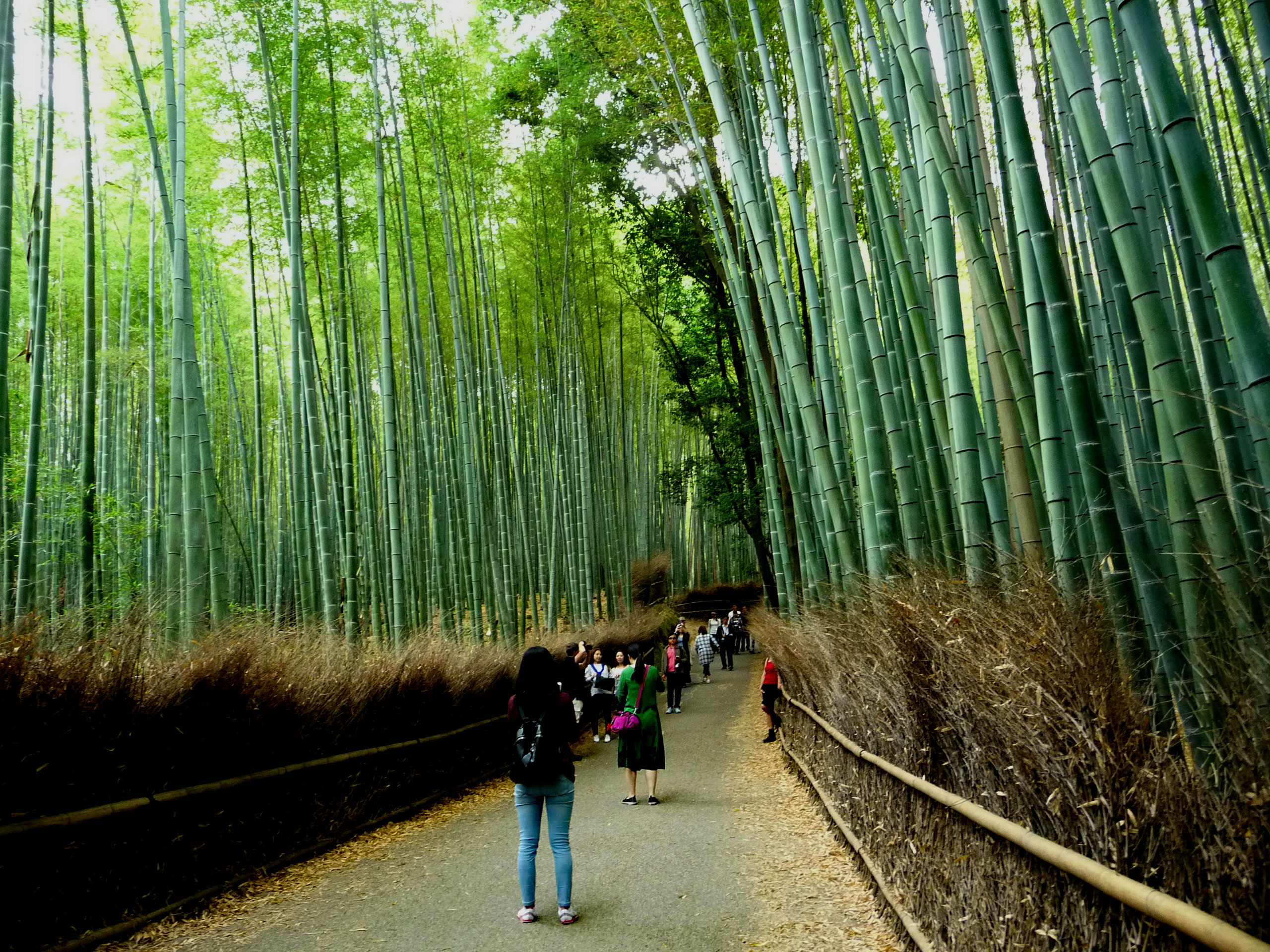 Bamboo-grove