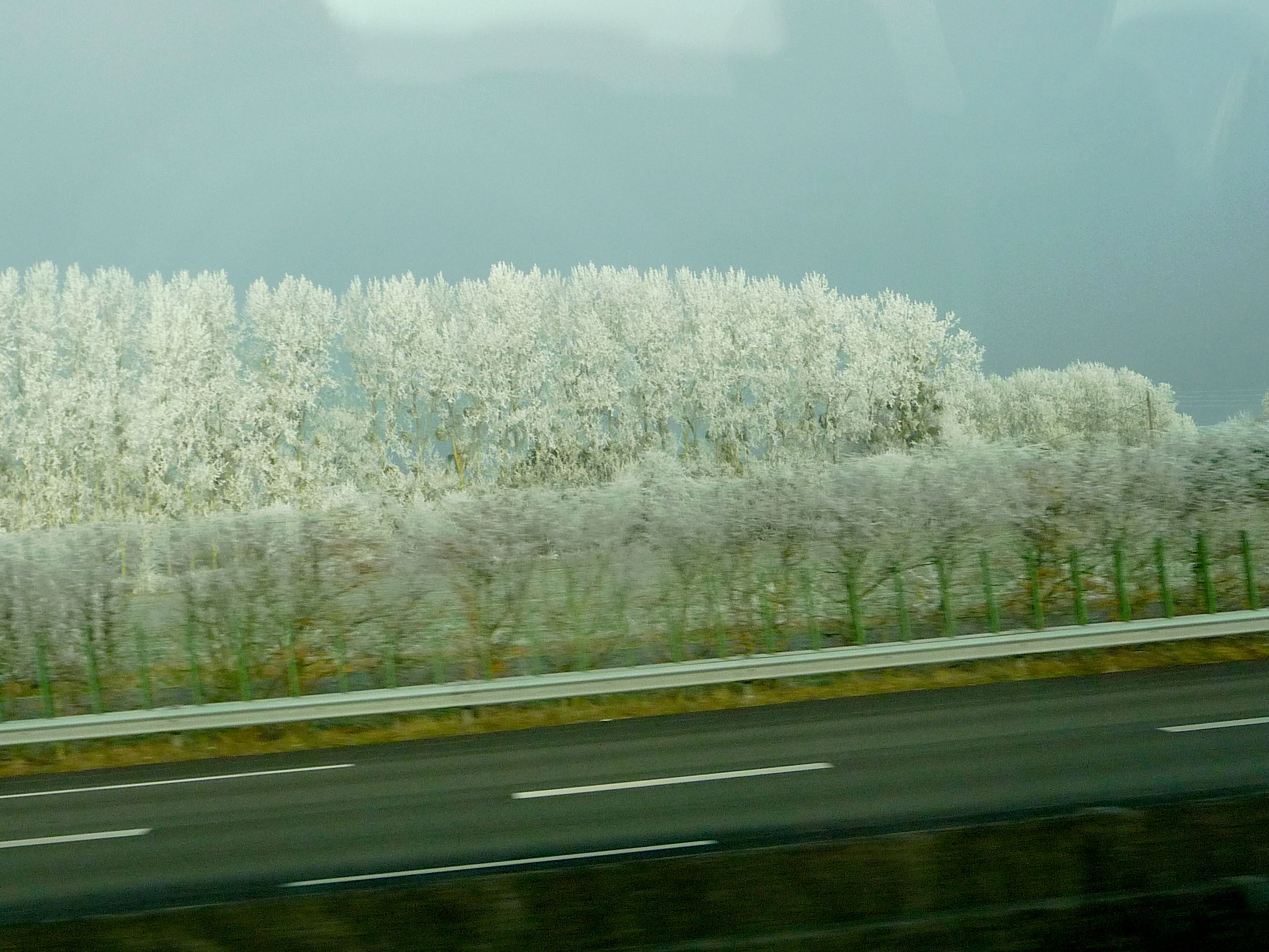 Frost=covered trees near Honfleur3
