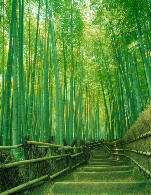 Bamboo-forest,-Arashiyama,- (2)